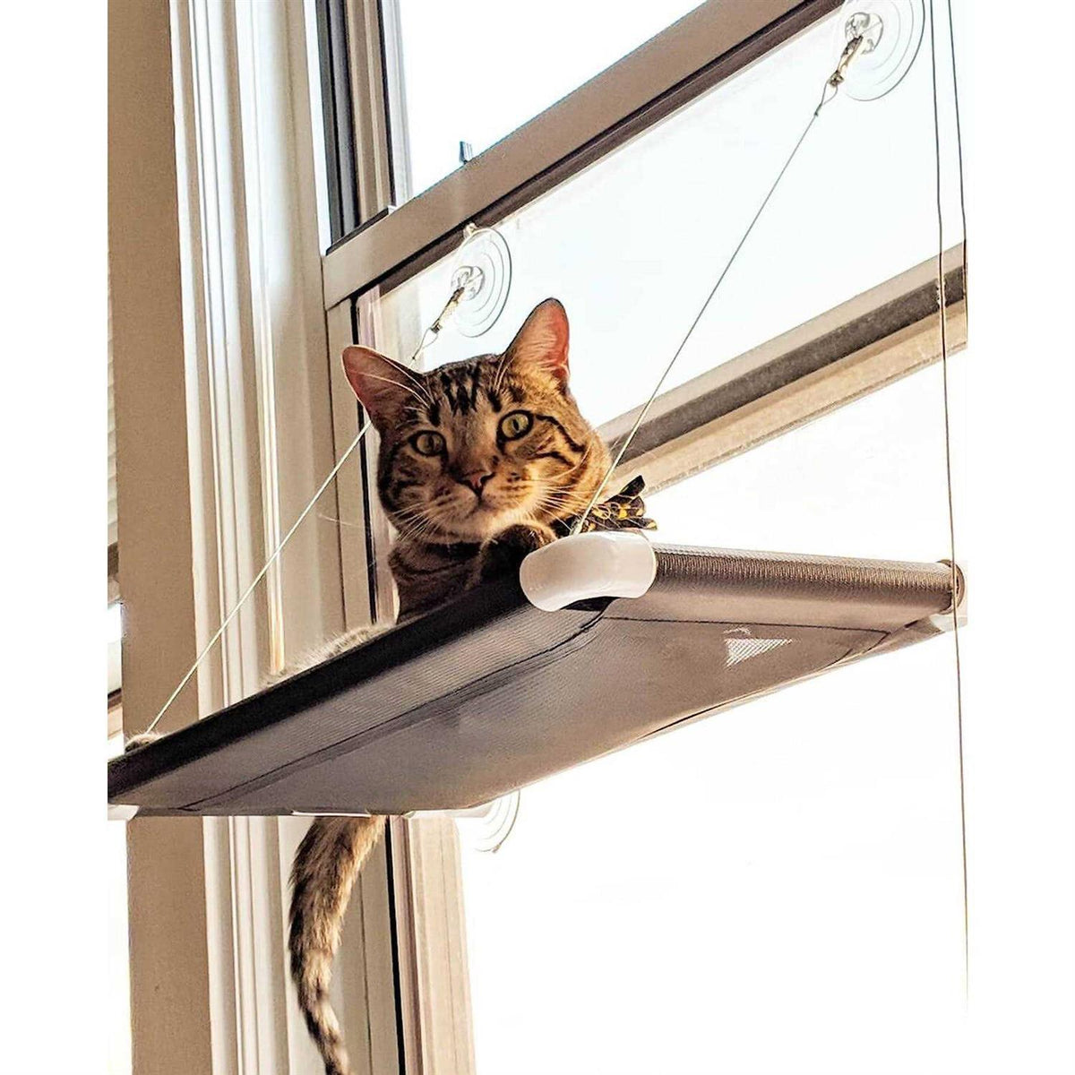 Cat Perch E4248