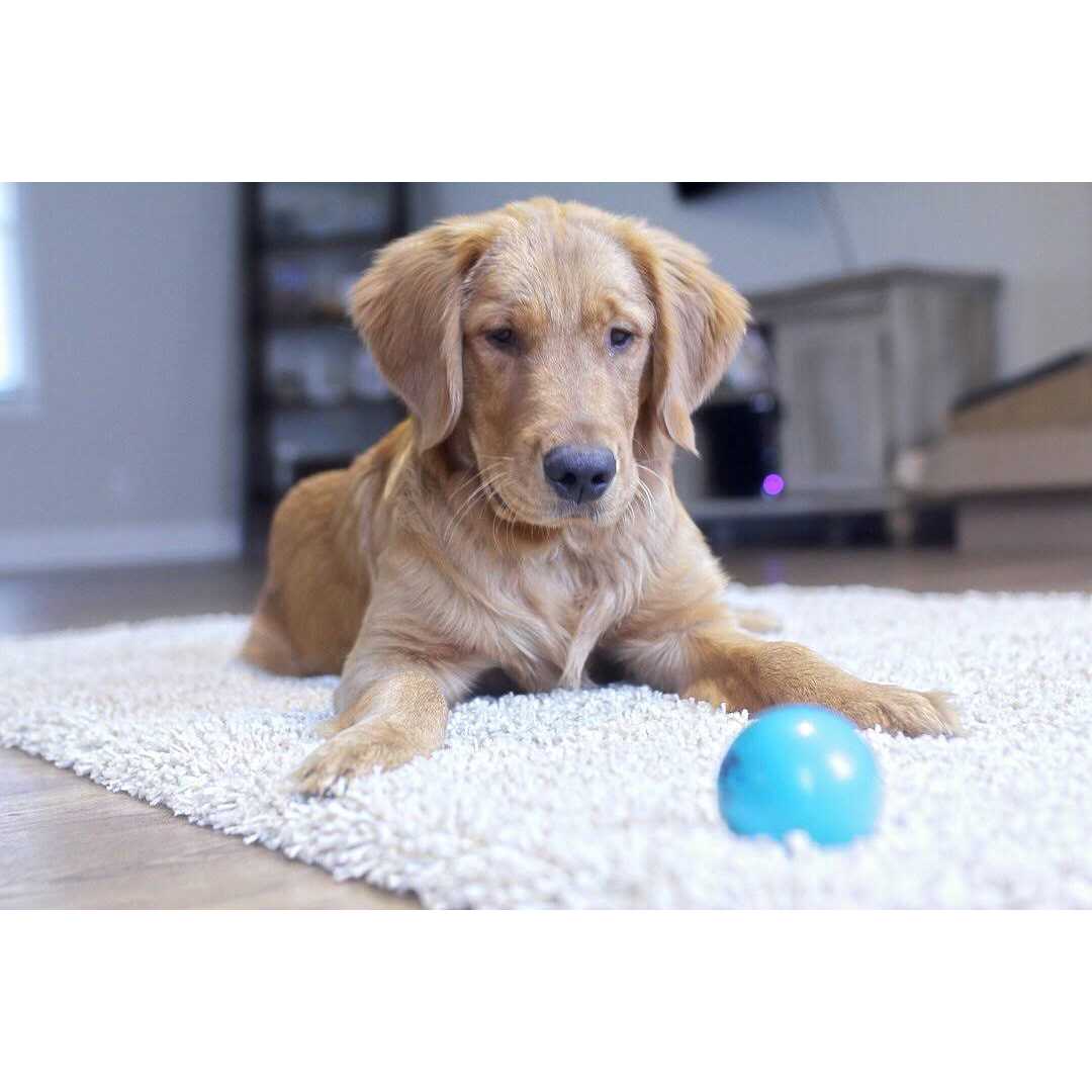 Talking Babble Ball Small H711