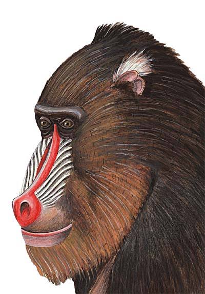 Baboon Wall Decal Sticker H273182