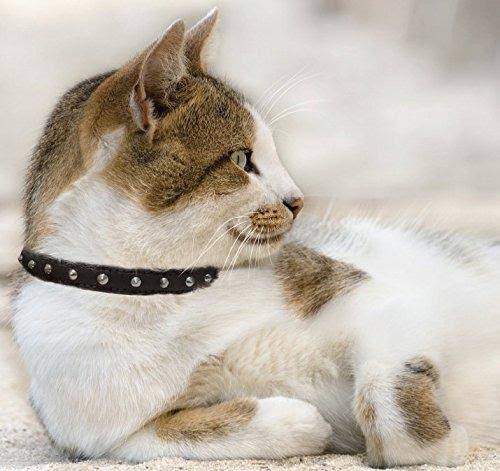 Purple Leather Cat Collar with Safety Elastic Stretch E4314