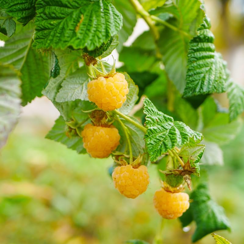 Black Raspberry Plants E607