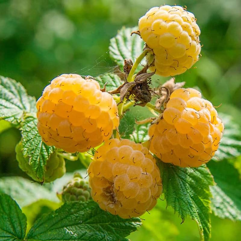 Black Raspberry Plants E607