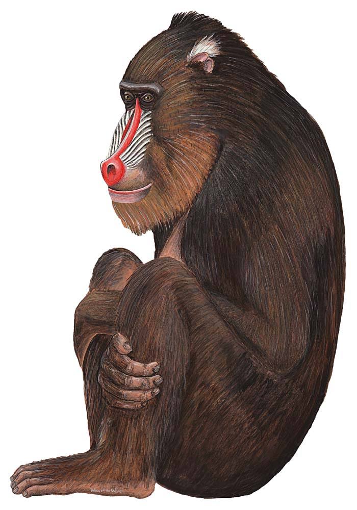 Baboon Wall Decal Sticker H273182