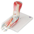 6-Part Foot Skeleton Anatomical Model C2865