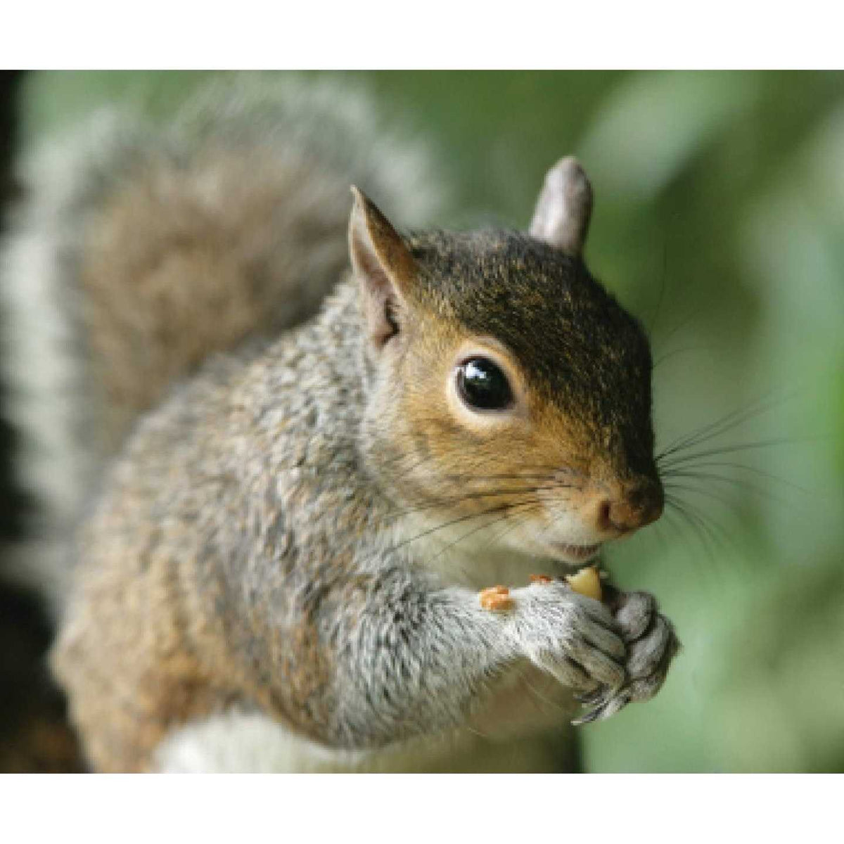Wild Bird Food O4410