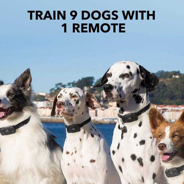 Dog Training System Q134480