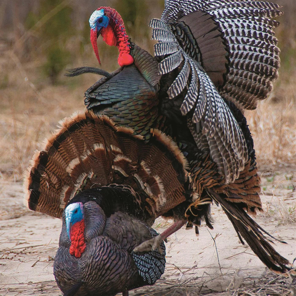 Hard Body Turkey Decoy M38488