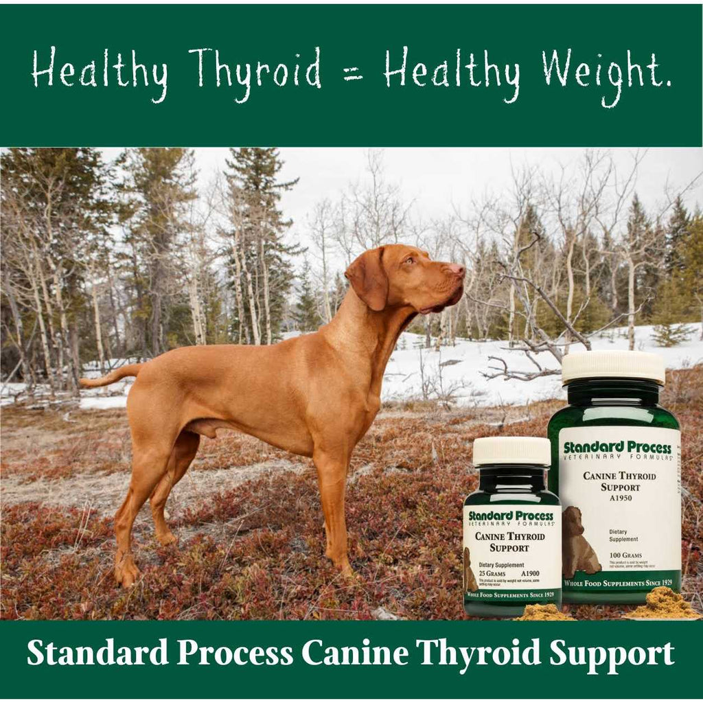 Thyroid Support Pet Supplies V241791