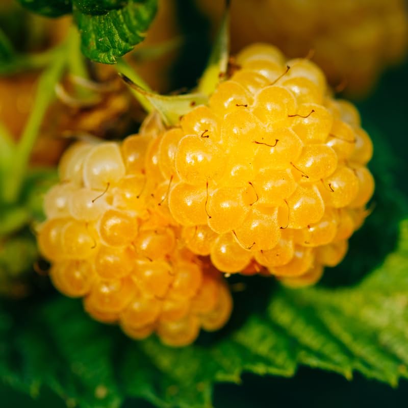 Black Raspberry Plants E607
