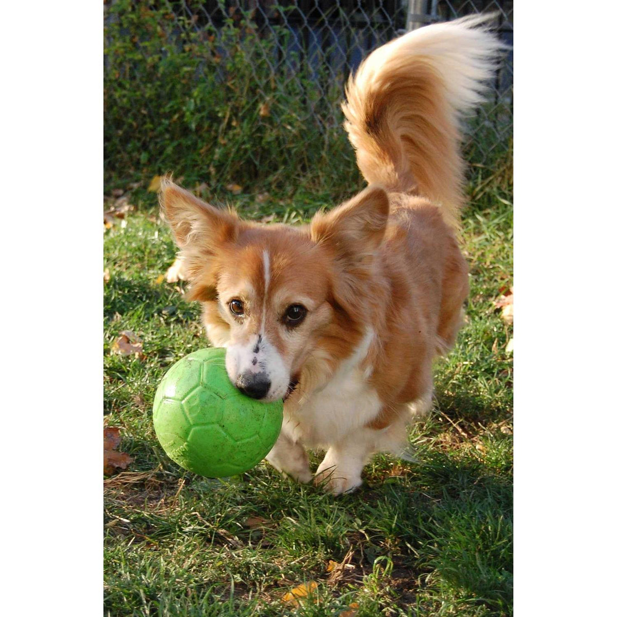 Soccer Ball Pet Supplies R781568