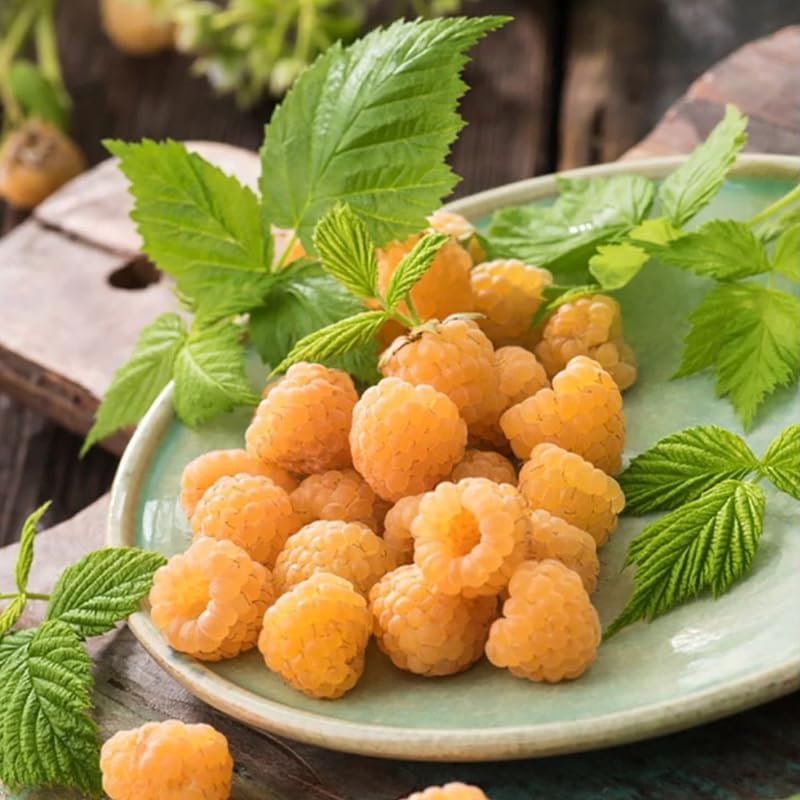 Black Raspberry Plants E607