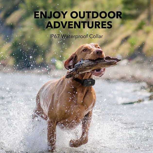 Dog Training System Q134480