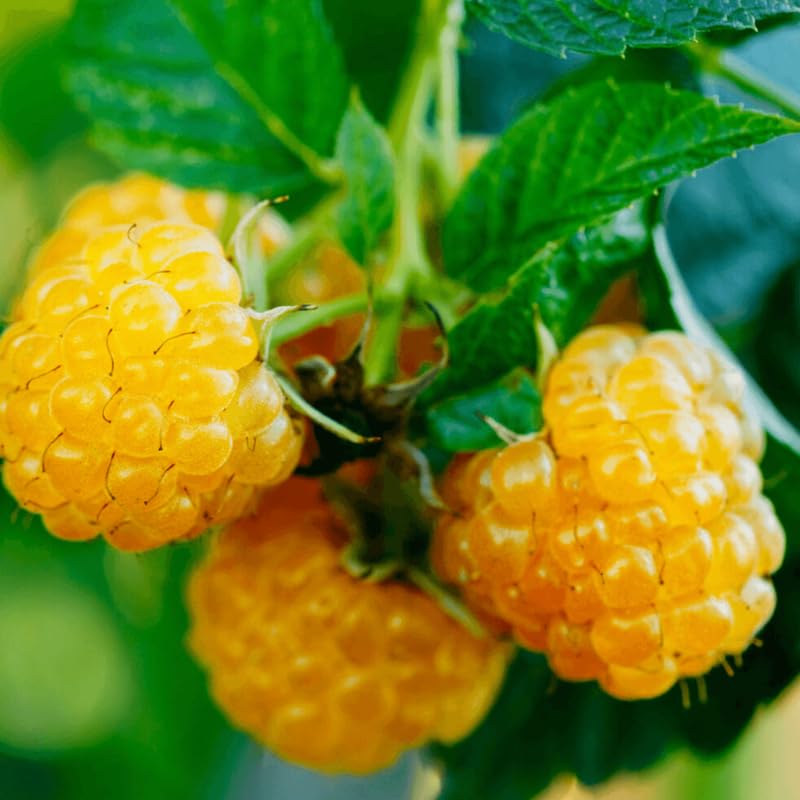 Black Raspberry Plants E607
