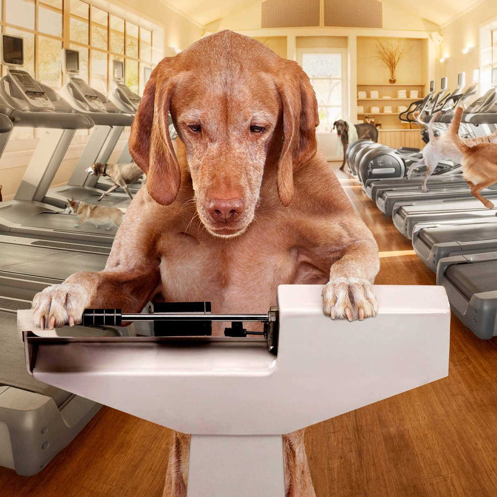Gold Coast Weight Management Dry Dog Food Q84207