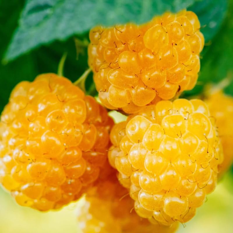 Black Raspberry Plants E607