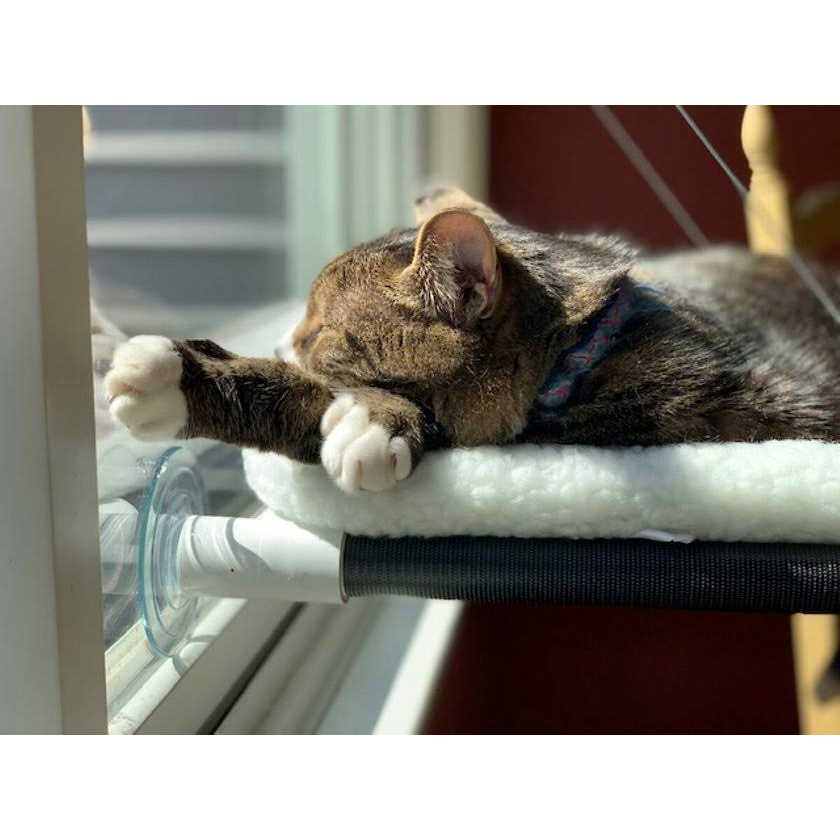 Cat Perch E4248
