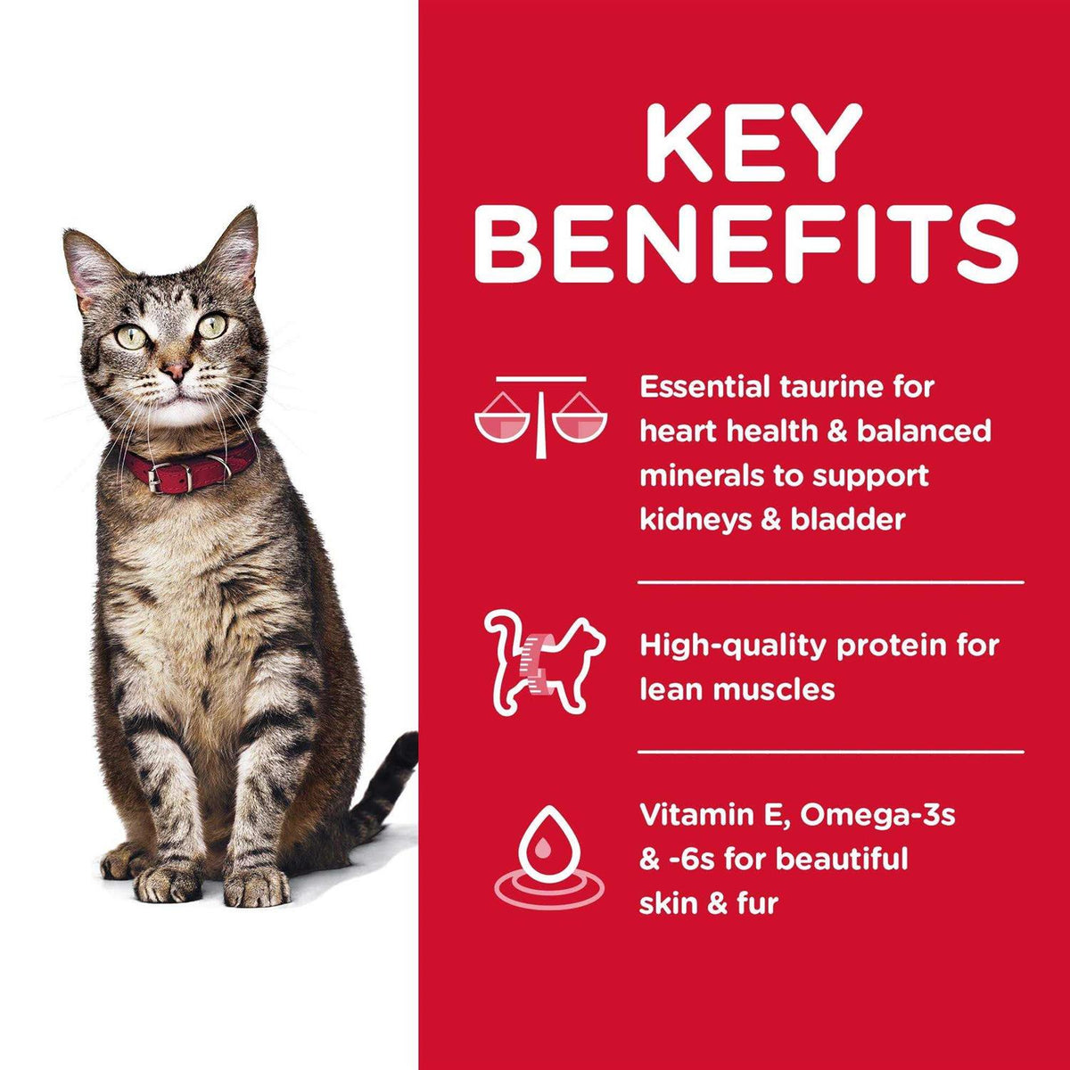 Adult Dry Cat Food B44344
