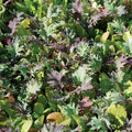 Mesclun Mix Seed Untreated - 1 Pound Q331821
