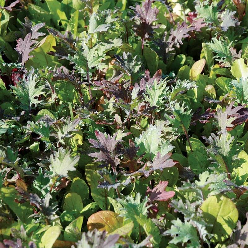Mesclun Mix Seed Untreated - 1 Pound Q331821