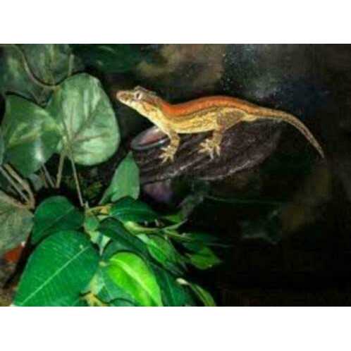 Arboreal Feeding Platform Q147