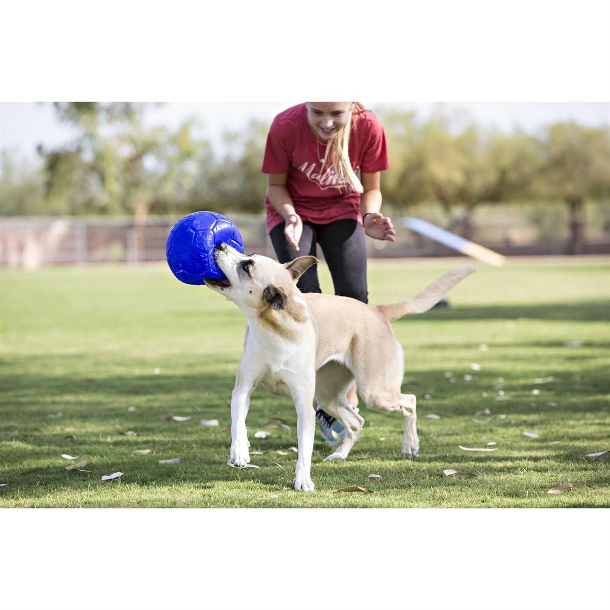 Soccer Ball Pet Supplies R781568