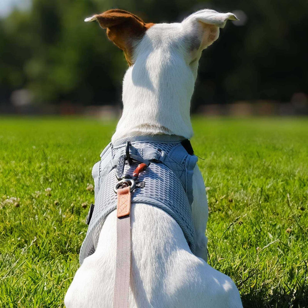 Martingale Walking Dog Harness W894