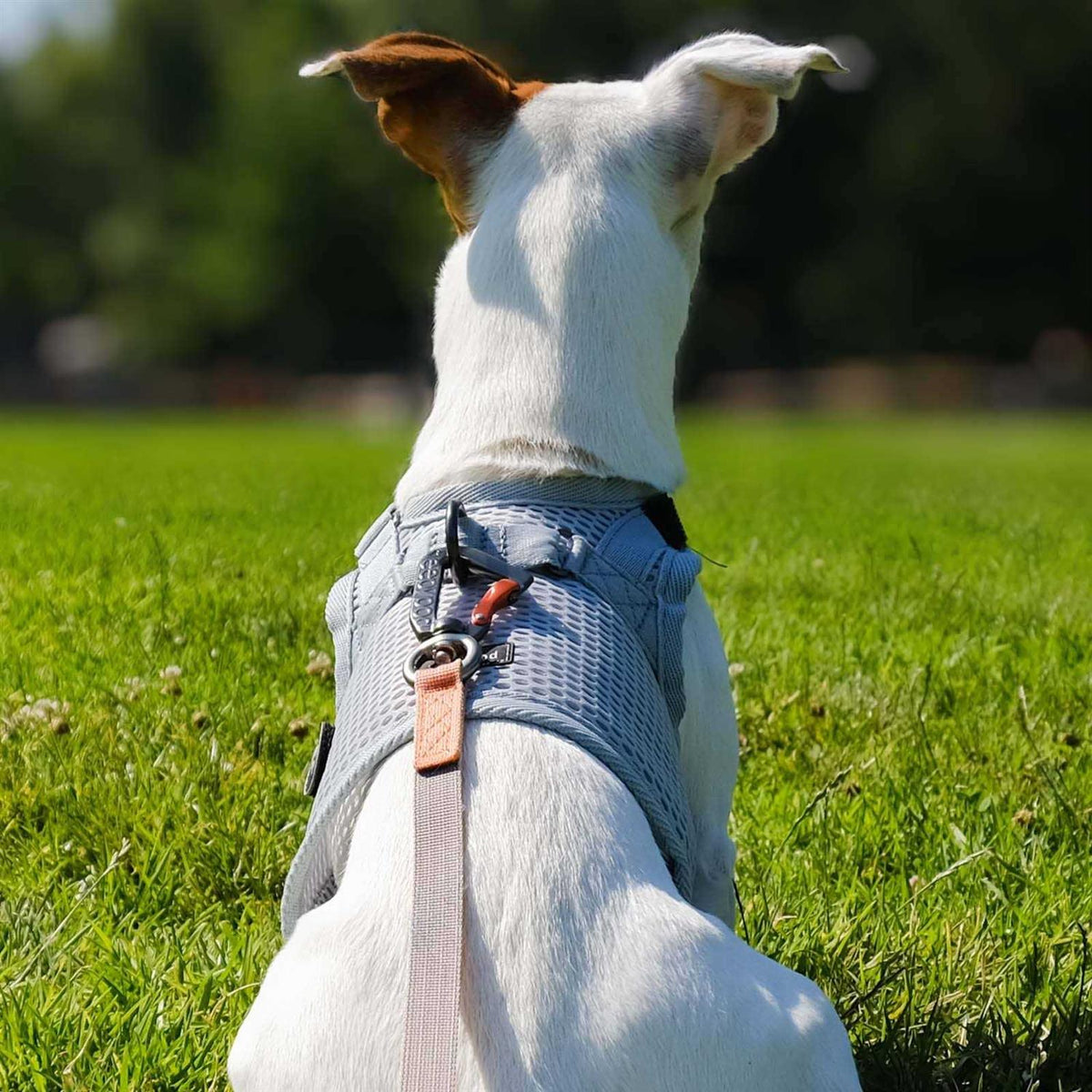 Martingale Walking Dog Harness W894