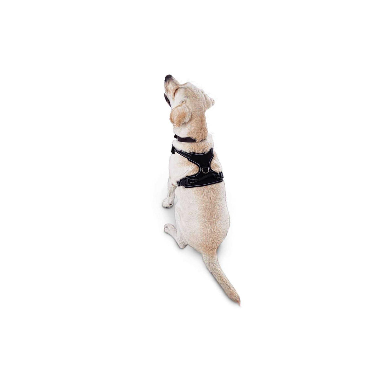 Black Front Walking Dog Harness I3471