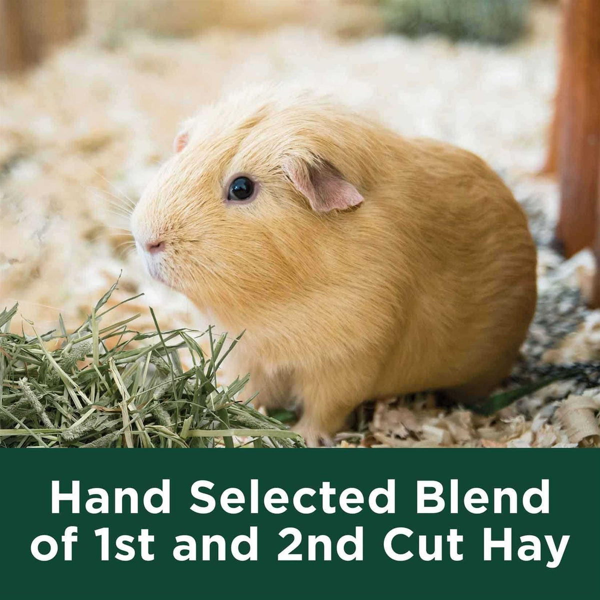 Natural Timothy Hay Q9406