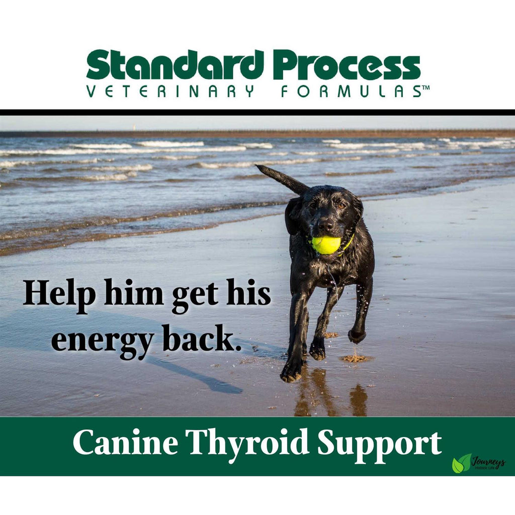 Thyroid Support Pet Supplies V241791