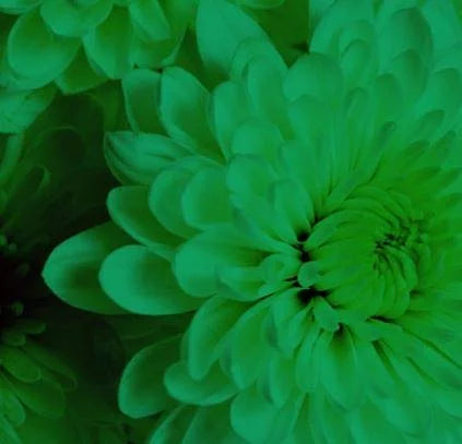 Absorbit Stem Dye for Fresh Cut Flowers Matte Finish Systemic Holiday Green U1810